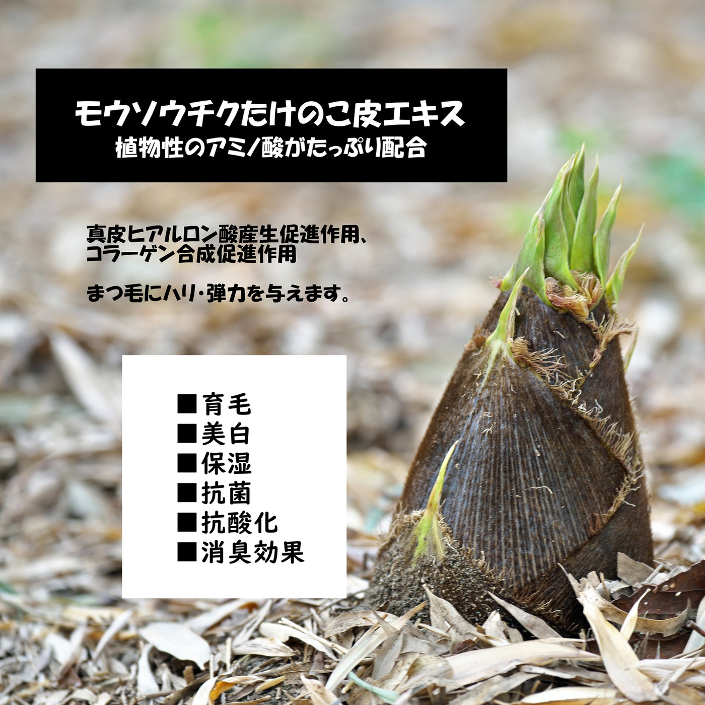 まつ育成分配合】FFアイグロウシャンプー – FLAP EYELASHES